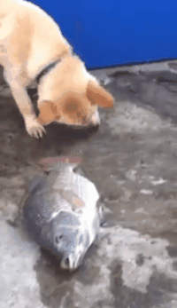 Doge GIFs - Get the best gif on GIFER