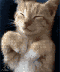 Смешные коты гифки, анимированные GIF изображения смешные коты - скачать  гиф картинки на GIFER