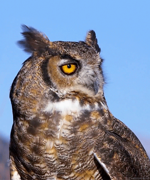 Great horned owl GIF Conseguir el mejor gif en GIFER