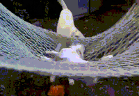 Hammock GIFs - Get the best gif on GIFER