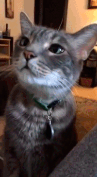 Гифка лед котик кошка гиф картинка, скачать анимированный gif на GIFER