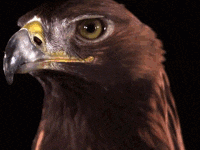Eagles GIFs - Get the best gif on GIFER