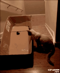 Steady GIFs - Get the best gif on GIFER