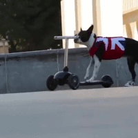 Trottinette GIFs - Obtenez le meilleur gif sur GIFER