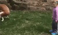 Pooping GIFs - Get the best gif on GIFER