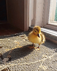 Утка гифки, анимированные GIF изображения утка - скачать гиф картинки ...