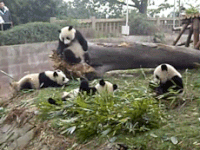 GIFs Panda cubs Panda cub Animais GIF