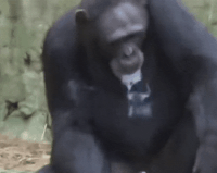 Гифка шимпанзе, за кулисами, break,  gif картинки, бэкстэйдж,  гиф анимация скачать бесплатно