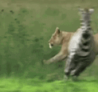 Haz GIFs - Get the best gif on GIFER