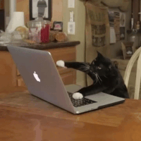 GIF computer, work, typing, best animated GIFs funny cat, keyboard, email, working, free download emails, cat, hacking, outlook, best 