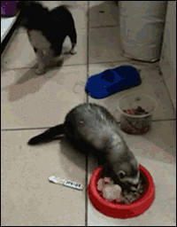 u2e.gif
