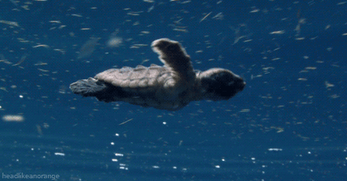 Gif Bebe Enfant Tortue Ninja Animated Gif On Gifer By Sagal