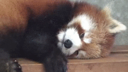 sleepy panda gif