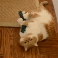 GIF concombre à l'aigre-doux - GIF animée sur GIFER - par Saberfury