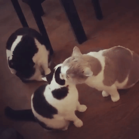 Gif Cute Love Pamily Gatinhos Animated Gif On Gifer By Cenis