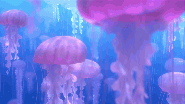jellyfish finding nemo
