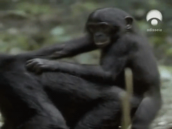 Скачать гифку секс, bonobo, обезьяна, - анимированный gif chimp sex, моно, шимпанзе...