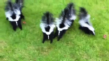 Skunk GIFs - Get the best gif on GIFER